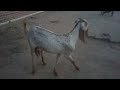 My Goats 🐐 at home enjoy weather 