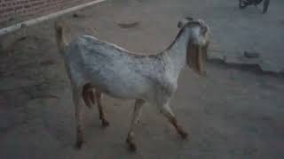 My Goats 🐐 at home enjoy weather 
