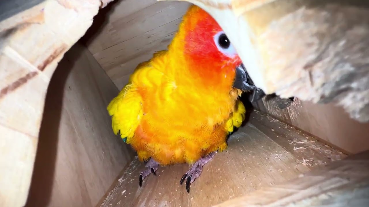 Parrot Julie likes to play in her house every morning 