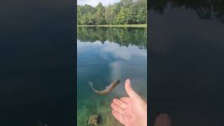 Did NOT Expect This Bream 😳 #breamcatch #fishingfun #catchandrelease #angler #fyp #viral