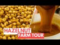 Toasting hazelnuts making butter and spread at a hazelnut farm in piedmont italy  claudia romeo