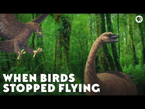 ⁣Birds Stopped Flying: Why?