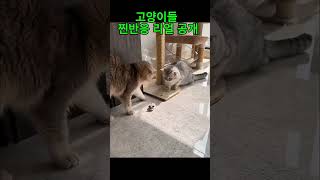 해외에서 핫한 냥냥이 장난감 총출동!고양이들 찐반응 리얼 공개#고양이장난감 #냥이템추천 #고양이반응 #집사필수템 #핫한냥이템 #고양이일상 #고양이선물 #해외고양이템 #냥이장난감리뷰
