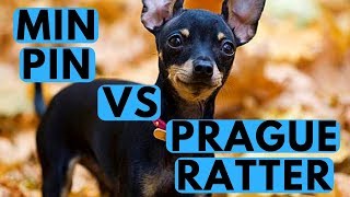 Miniature Pinscher vs Prague Ratter Difference