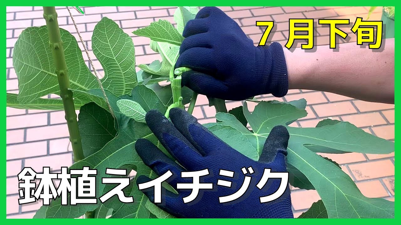 【woops】接木苗 挿木苗 イチジク イチジク】7月下旬のようす。接ぎ木苗と挿し木苗の経過報告もご