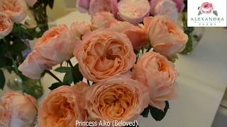 Princess Aiko (Beloved)® Garden Rose