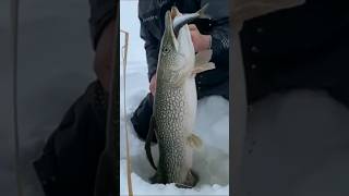 Мужик поймал огромную щуку с пиявкой#fishing #shortvideo #рыбалка #shorts