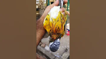 Falcon Attack Baby Pigeon So Sad 