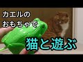 カエルのおもちゃで猫と遊ぶ【100均】