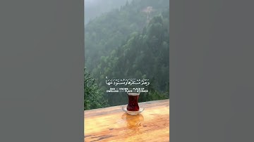 مشاري العفاسي | سورة هود | وما من دابة في الأرض إلا على الله رزقها