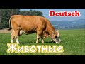 Домашние животные на немецком для детей Die Tiere Auf Deutsch