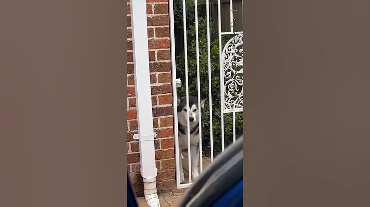 My huskie can talk