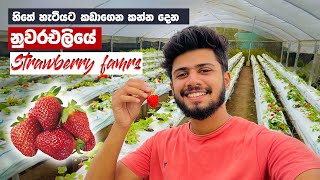 ඇති වෙනකන් Strawberry 🍓 | Strawberry farms Nuwaraeliya 🇱🇰