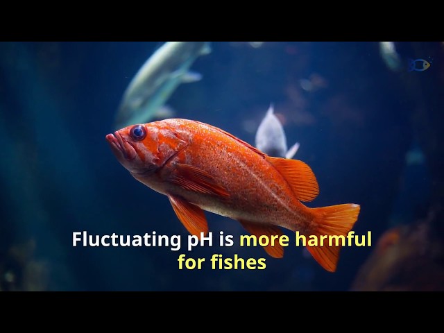 best aquarium filters reviews