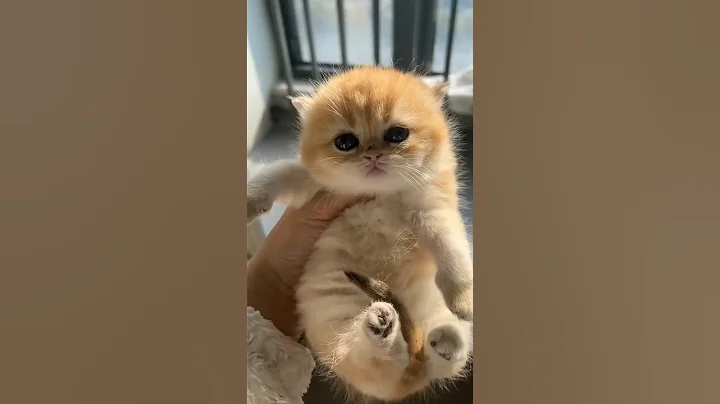 Video 11870991: cat kitten cute, fluffy kitten, kitten funny