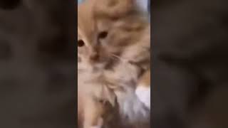 Cute Cat crying because her snack fell down #shorts Resimi