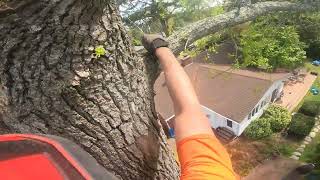 (RAW) HUGE sweetgum with not dropzone