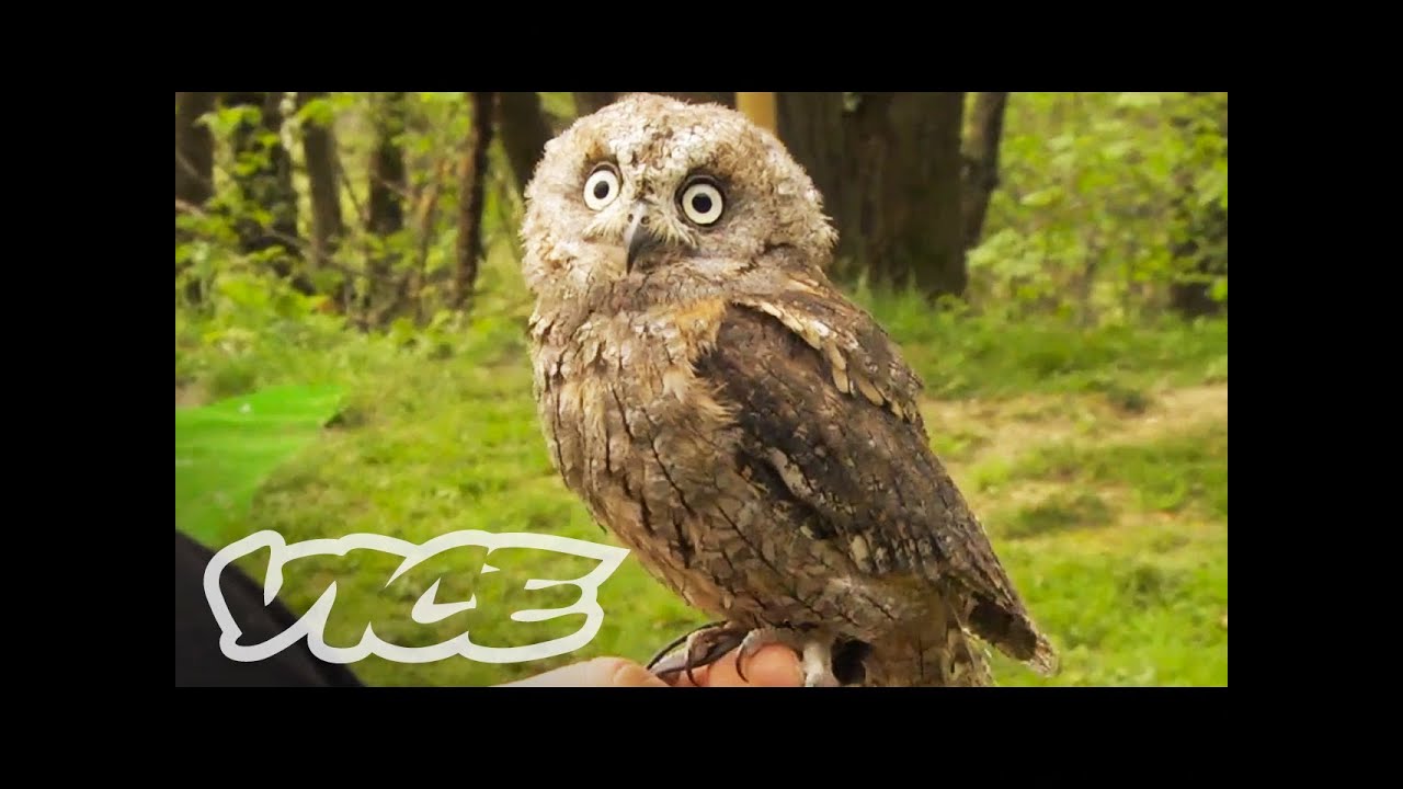 Picture Of Owl 8
