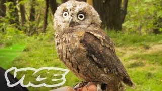 Cute Owls! | The Cute Show
