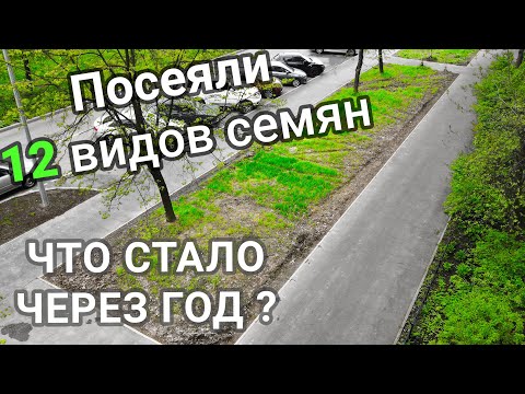 Видео: Информация о грубом мятлике – стоит ли выращивать грубый газон из мятлика