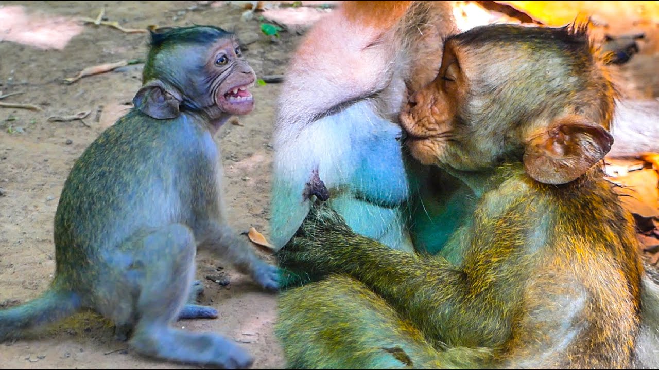 P/itiful..! Jester Baby Monkey No Milk | Baby Monkey2024