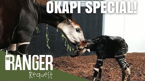 OKAPI SPECIAL! | Ranger Request