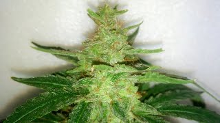 Sour Stomper (dos) by Mephisto Genetics - Week 12