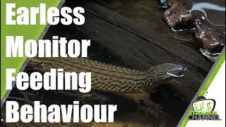 Borneo earless monitor feeding, Lanthanotus borneensis @Terrarium Channel