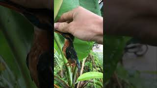 Person Frees Bird's Stuck Beak