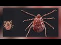 CDC warning of tick invasion in the U.S. after 3 cow deaths