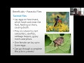 Bees, Beneficials, and Blooms - Master Gardener Webinar