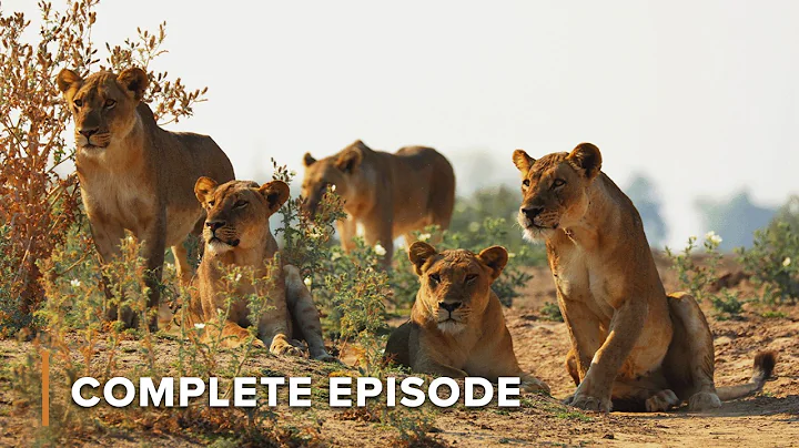 Invading Lions Threaten Hollywood Pride's Territory | Big Cat Country 105 thumbnail
