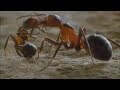 Karıncadaki mucize - Türkçe Belgesel izle