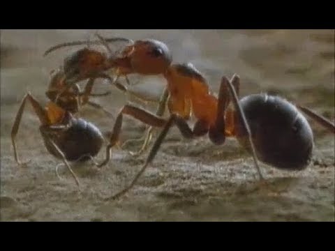 Karıncadaki Mucize - Türkçe Belgesel Izle