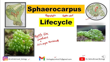 Sphaerocarpos Lifecycle || Bryophytes || B.Sc M.Sc Botany || #bryophytes #botany #bsc #msc