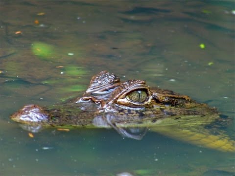 Video: Kayaking Cu Crocodili în Costa Rica [VID] - Rețeaua Matador