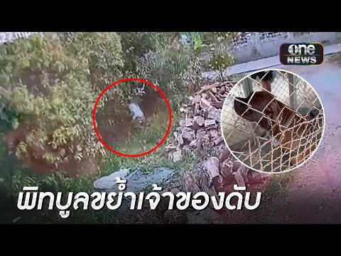 ผัวแค้นอยากยิงหมาพิทบูลขย้ำเมียดับ | ข่าวช่องวันเสาร์อาทิตย์ | สำนักข่าววันนิวส์