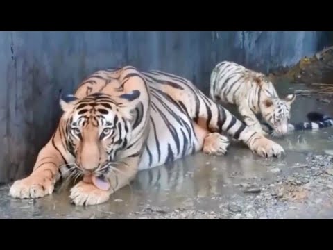 Vídeo: O Que Tigres São Encontrados Na Índia