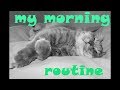 День из жизни кота. My morning routine.