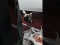 mum with 2 babies