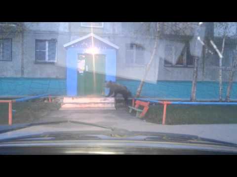 Мишка в Нижневартовске
