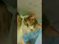Kedi adı:Minnoş
