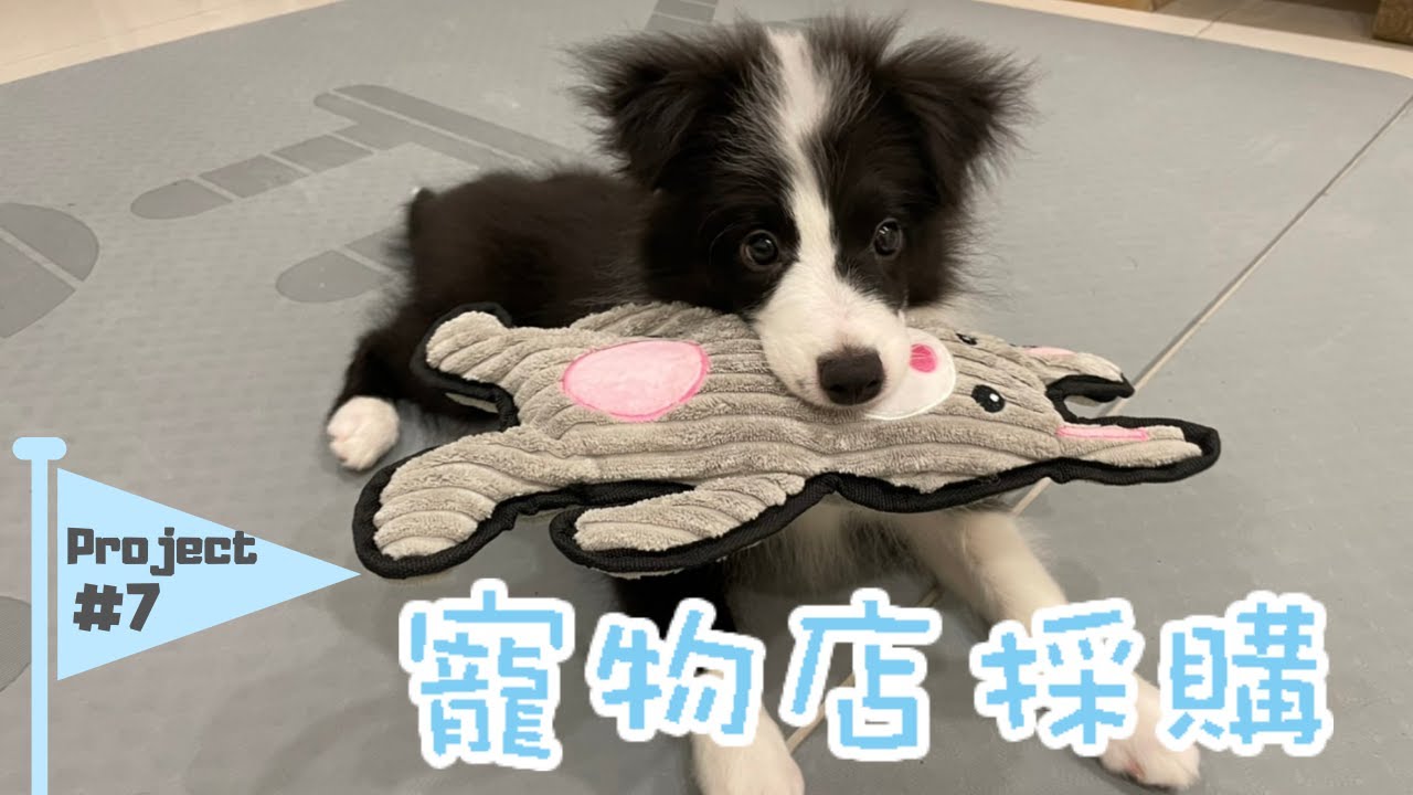 Project#7 | 寵物店採購 | 不管買什麼都會帶玩具回家 | 征服人類計畫 How to conquer humanity