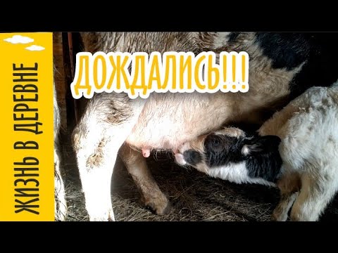 Теленок пьет молоко.