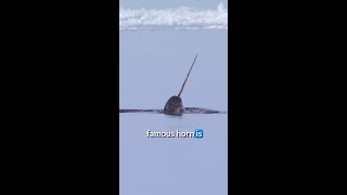 Why Do Narwhals Have Horns?