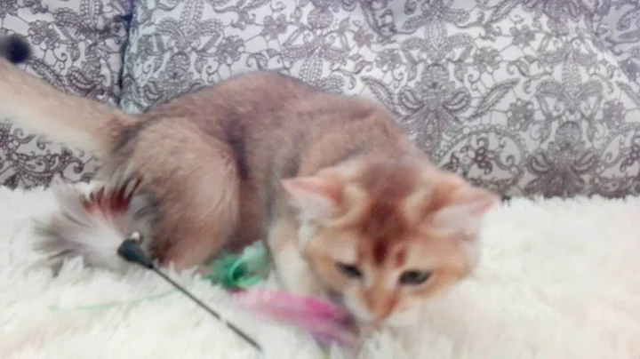 Video 4476561: golden british, female british, cat old