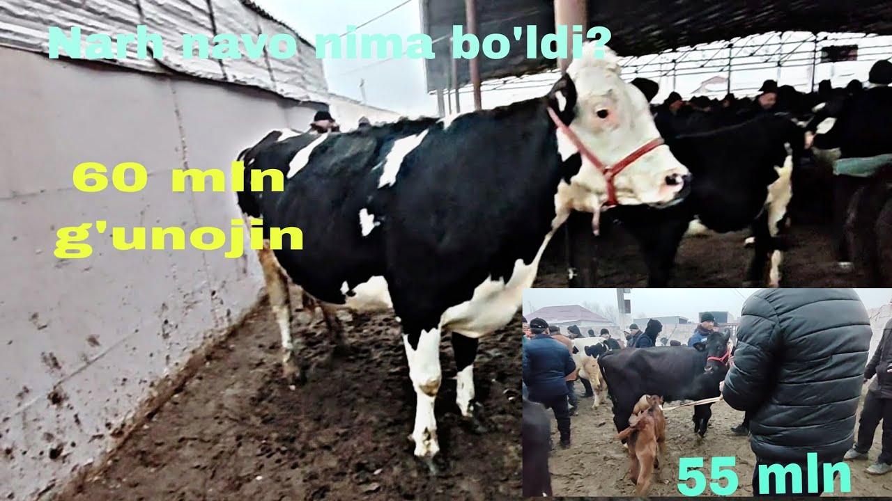 Sardoba tumani mol bozori