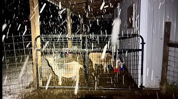 Why I Disappeared for a Week | Snowstorms, Hay Runs & Breeding Goats 🐐