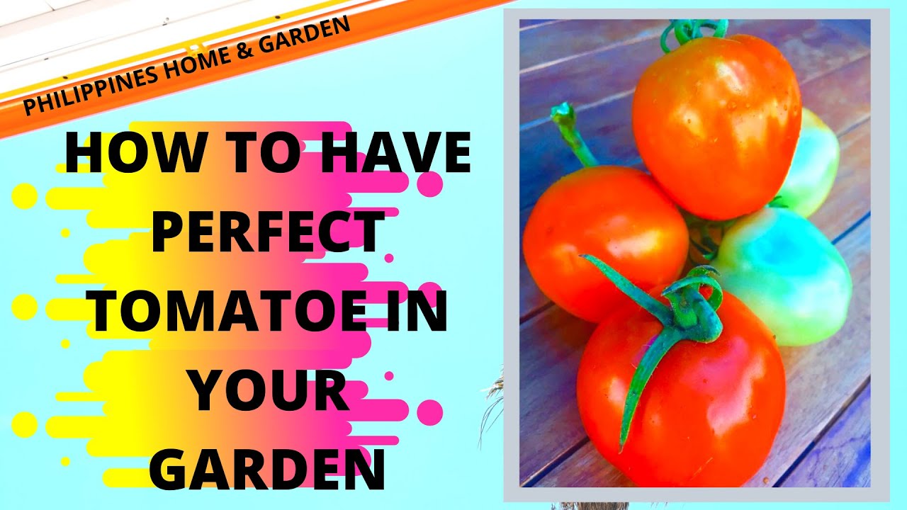 Harvesting Beautiful Tomatoes In My Philippines Garden YouTube
