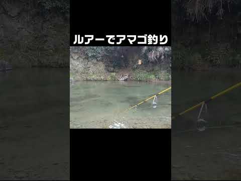 【大阪】23秒で釣れるアマゴ釣り  #fishing #釣り #shorts